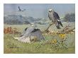 A Painting Of A White-Tailed Kite And Two Mississippi Kites by Allan Brooks Limited Edition Print