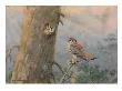 A Painting Of A Male And Female Sparrow Hawk by Allan Brooks Limited Edition Print