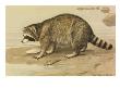 A Painting Of A Raccoon Standing On The Shoreline With An Empty Shell by Louis Agassiz Fuertes Limited Edition Print