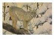 A Painting Of A Canada Lynx Standing On Fallen Tree Trunk by Louis Agassiz Fuertes Limited Edition Print