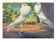Two Pouter Pigeons Stand With Inflated Crops. by National Geographic Society Limited Edition Print