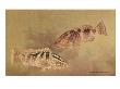 Painting Of Two Grouper Fish. by National Geographic Society Limited Edition Pricing Art Print
