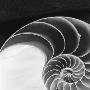 Nautilus Shell by Francoise Gervais Limited Edition Print