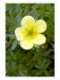 Katharine Dykes, Potentilla Fruticosa by Kidd Geoff Limited Edition Pricing Art Print