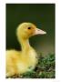 Duckling by Mark Hamblin Limited Edition Print