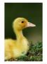 Duckling by Mark Hamblin Limited Edition Pricing Art Print