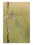 Emerald Damselfly, Male Resting On Grass Stem, Uk by Mark Hamblin Limited Edition Pricing Art Print
