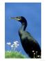 Shag by Mark Hamblin Limited Edition Pricing Art Print