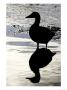 Eider, Portrait Of Adult Silhouetted In Tidal Estuary, Norway by Mark Hamblin Limited Edition Print