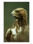 Golden Eagle, Portrait Of Adults, Scotland by Mark Hamblin Limited Edition Print