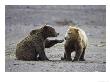 Grizzly Bear, Sub-Adult Siblings Playing, Alaska by Mark Hamblin Limited Edition Print