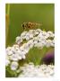 Hover Fly, Feeding On Marrow Flower, London Wetland Centre, London, Uk by Elliott Neep Limited Edition Print