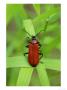 Cardinal Beetle On Grass, Middlesex, Uk by Elliott Neep Limited Edition Print