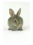 Rabbit, Aylesbury, Uk by Les Stocker Limited Edition Pricing Art Print