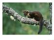 Pine Marten, Martes Martes Youngster On Branch, Scotland by Mark Hamblin Limited Edition Pricing Art Print