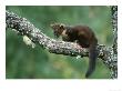 Pine Marten, Martes Martes Youngster On Branch, Scotland by Mark Hamblin Limited Edition Print