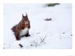 Red Squirrel, Sat In Snow Eating A Nut, Lancashire, Uk by Elliott Neep Limited Edition Print