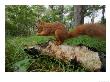 Red Squirrel, Eating, Lancashire, Uk by Elliott Neep Limited Edition Pricing Art Print