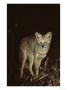 Hoary Fox In Typical Cerrado Habitat, Brazil by Mark Jones Limited Edition Print