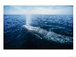 Grey Whale, Blowing, Magdelena Bay by Gerard Soury Limited Edition Print