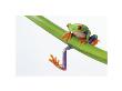 Red Eyed Tree Frog by Vikki Hart Limited Edition Print