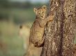 Young African Lion Cub Climbing Tree, Masai Mara, Kenya by Anup Shah Limited Edition Print