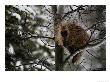 Porcupine Sits High On A Tree Branch In The Winter by Michael S. Quinton Limited Edition Print