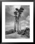 Towering Palm Trees Line Dirt Road As They Dwarf A Native Family Traveling On Foot by Eliot Elisofon Limited Edition Print