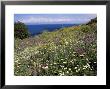 April Spring Flowers, Zingaro Nature Reserve, Northwest Area, Island Of Sicily, Italy by Richard Ashworth Limited Edition Print