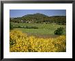 Vineyards Near Moureze, Herault, Languedoc-Roussillon, France by Michael Busselle Limited Edition Print