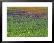 Spring Meadow, Near Ciudad Real, Castile La Mancha, Spain by Michael Busselle Limited Edition Print