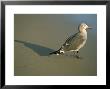 Sea Gull On Beach, Santa Barbara, California, Usa by Marco Simoni Limited Edition Pricing Art Print