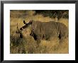 White Rhinoceros, Ceratotherium Simum, Namibia, Africa by Thorsten Milse Limited Edition Print