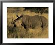 White Rhinoceros, Ceratotherium Simum, Namibia, Africa by Thorsten Milse Limited Edition Pricing Art Print