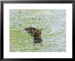 Indian Tiger, Bandhavgarh National Park, Madhya Pradesh State, India by Thorsten Milse Limited Edition Print