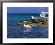 Pelican In Mykonos Harbour, Mykonos, Cyclades Islands, Greece, Mediterranean by Marco Simoni Limited Edition Print
