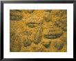 Trilobites (Platypectoides), Fossils From The Ordovician, Dades Valley, Morocco by Tony Waltham Limited Edition Print