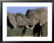 Two African Elephants (Loxodonta Africana), Greater Addo National Park, South Africa, Africa by Steve & Ann Toon Limited Edition Print