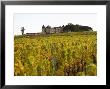 Vineyard And Medieval Chateau, Choteau D'yquem, Sauternes, Bordeaux, Gironde, France by Per Karlsson Limited Edition Print