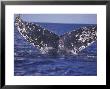 Barnacle-Encrusted Whale Tail by Amos Nachoum Limited Edition Print