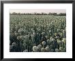 Onion Fields In Gujarat State, India, Asia by John Henry Claude Wilson Limited Edition Print