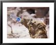 Camel Drinking, Jordan, Petra by Neale Clarke Limited Edition Print