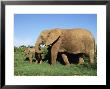 African Elephant, Loxodonta Africana, With Calf, Addo National Park, South Africa, Africa by Ann & Steve Toon Limited Edition Print