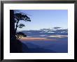 Silhouette Of Pine Tree, White Cloud Scenic Area, Huang Shan, Anhui Province, China by Jochen Schlenker Limited Edition Print