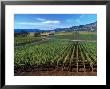Vineyards Along The Silverado Trail, Miner Family Winery, Oakville, Napa Valley, California by Karen Muschenetz Limited Edition Print