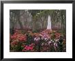 Spring Azaleas At Historic Bonaventure Cemetery, Savannah, Georgia by Joanne Wells Limited Edition Print