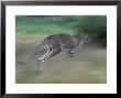 Eastern Grey Kangaroo, Wilsons Promontory National Park, Australia by Theo Allofs Limited Edition Print