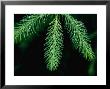 Young Hemlock Needles With Raindrops, Olympic National Park, Usa by Nicholas Pavloff Limited Edition Print