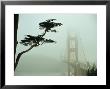 Golden Gate Bridge In Morning Fog With Cypress Tree by Nicholas Pavloff Limited Edition Print