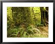 Closeup Of A Tree Trunk And Ferns In A Rainforest, Washington by Tim Laman Limited Edition Print